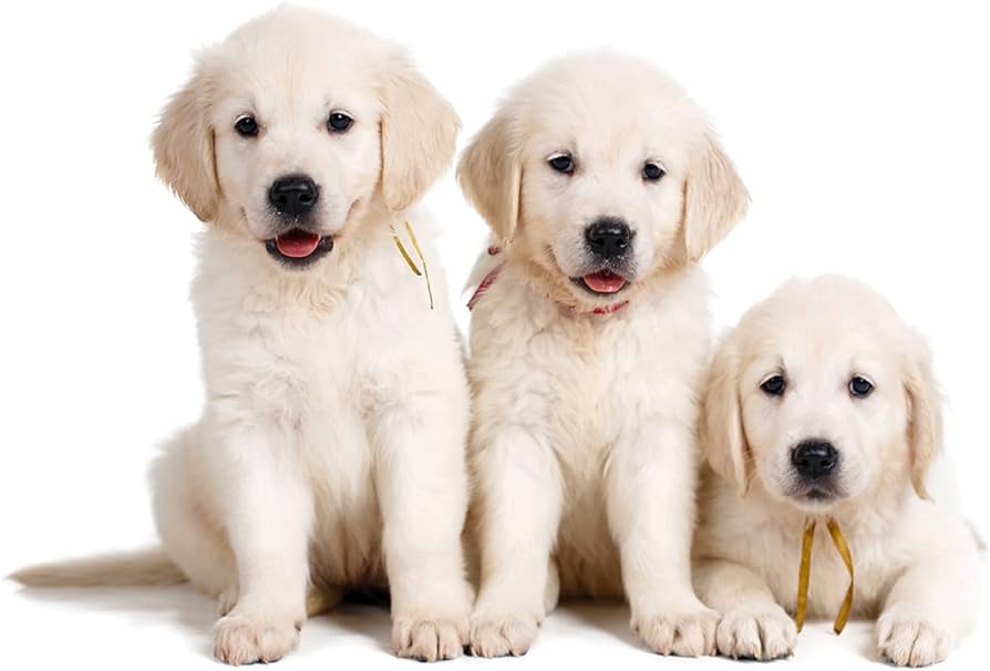 Labrador Puppies 1