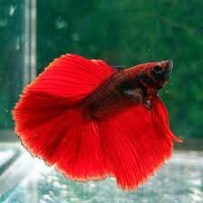 full-moon-betta-fish2
