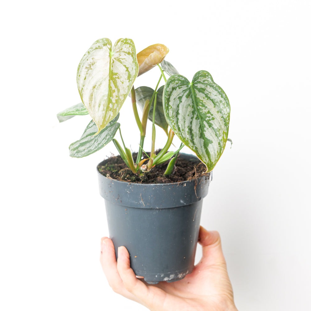 philodendron-brandtianum-plants1