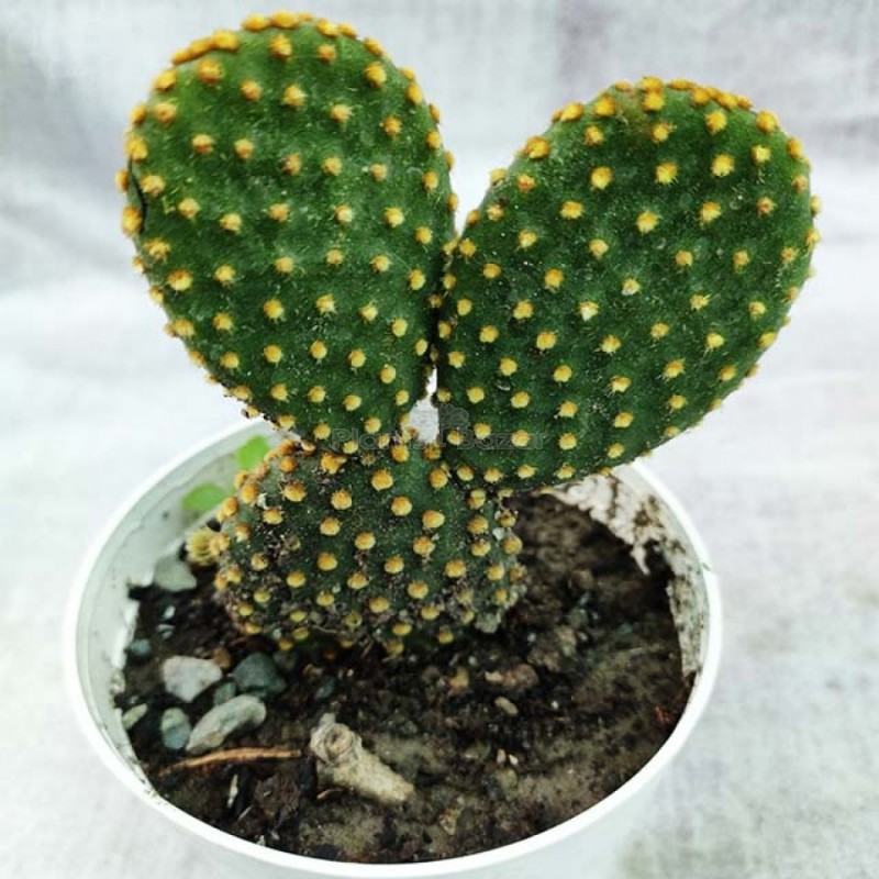 bunny cactus2