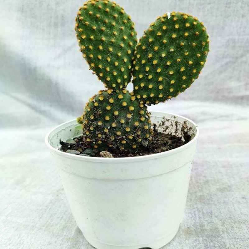 bunny cactus3