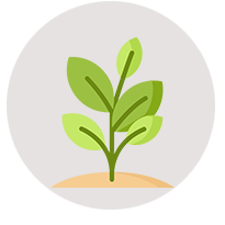 Plants