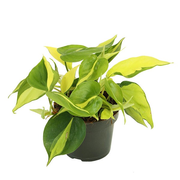 Philodendron Brasil3