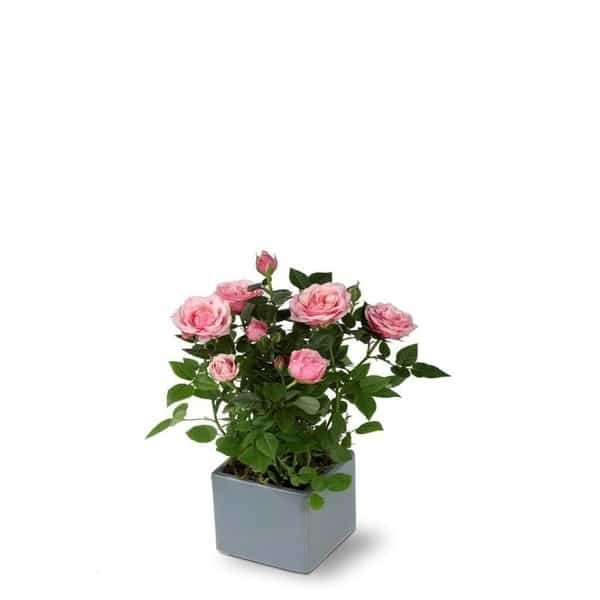 Miniature Rose (Rosa spp.) - Button Rose - Image 3