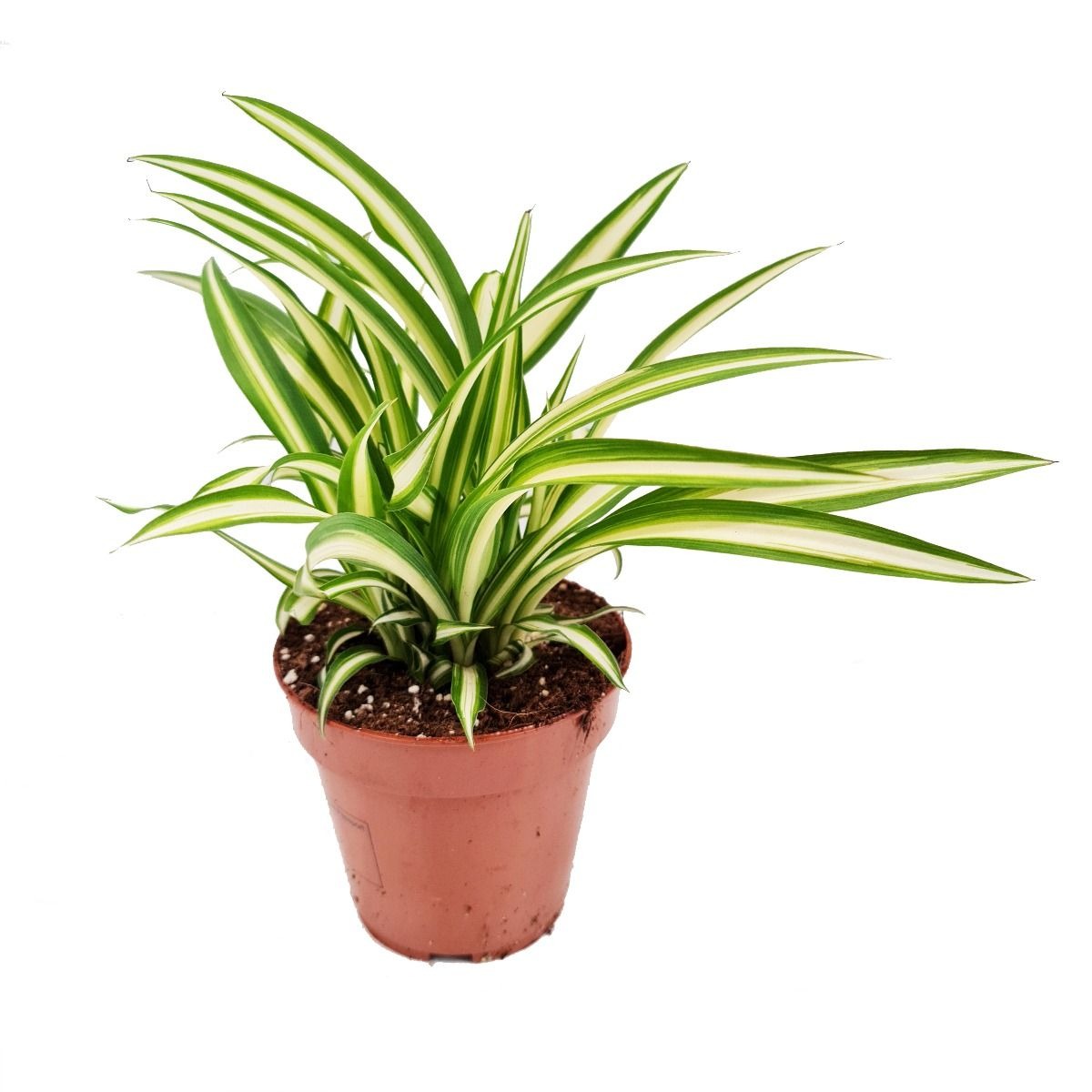 Spider Plant3