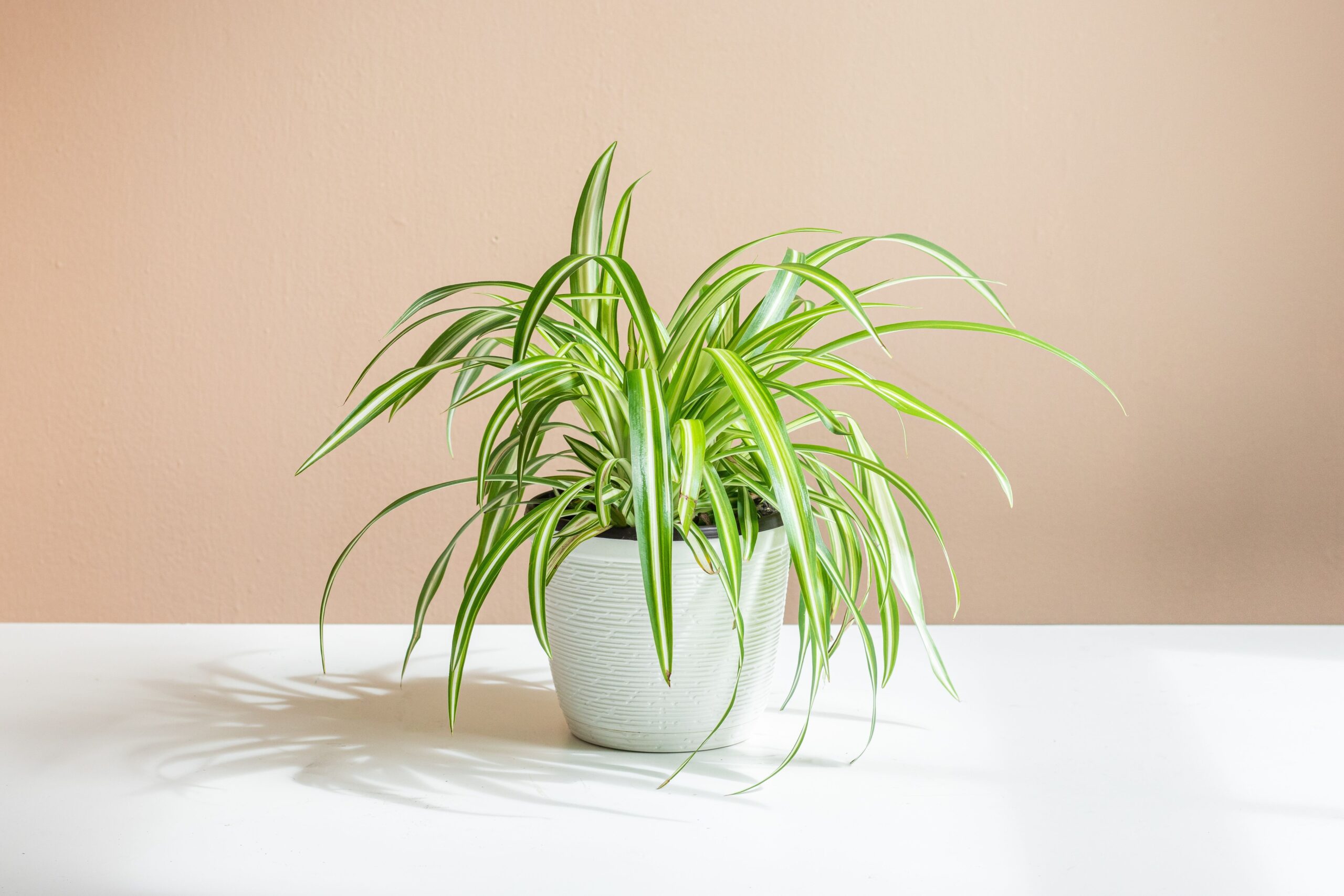 Spider Plant5