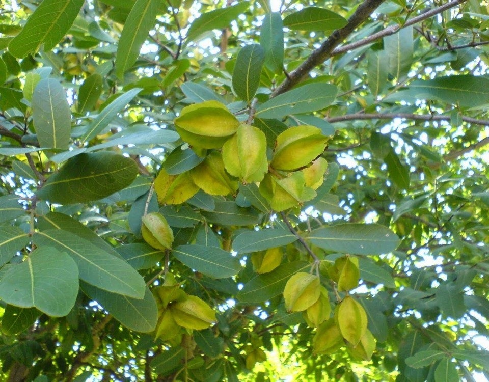Terminalia Arjuna (Arjun Tree) - 0.5 kg Seeds - Image 6
