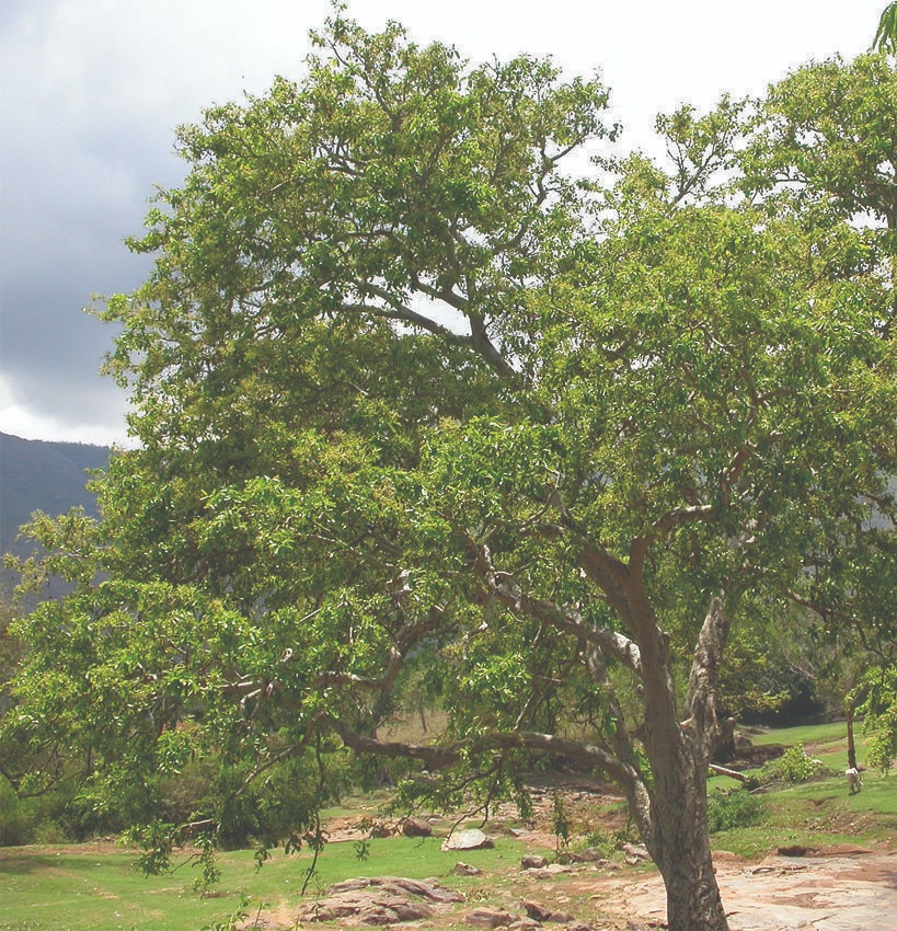 Terminalia Arjuna (Arjun Tree) - 0.5 kg Seeds - Image 4