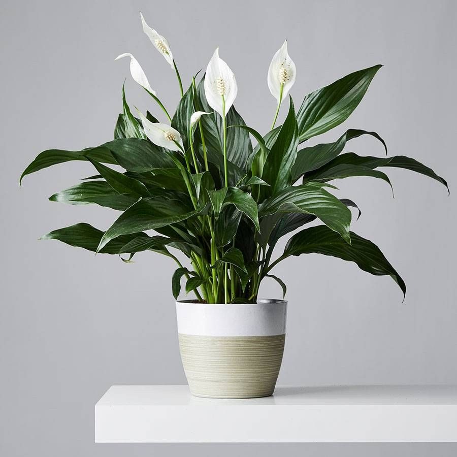 peace-lily-4
